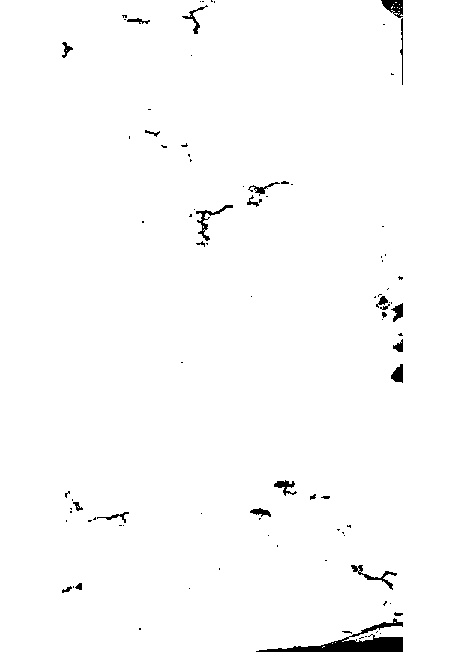 家谱第一张图片